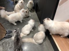 -瞄一喵猫咖(格力海岸店)