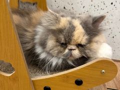 -有猫主题·治愈系猫咖(曾厝垵店)