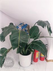 -OAE日式皮肤管理お肌の