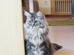 -猫和宫(六道口店)