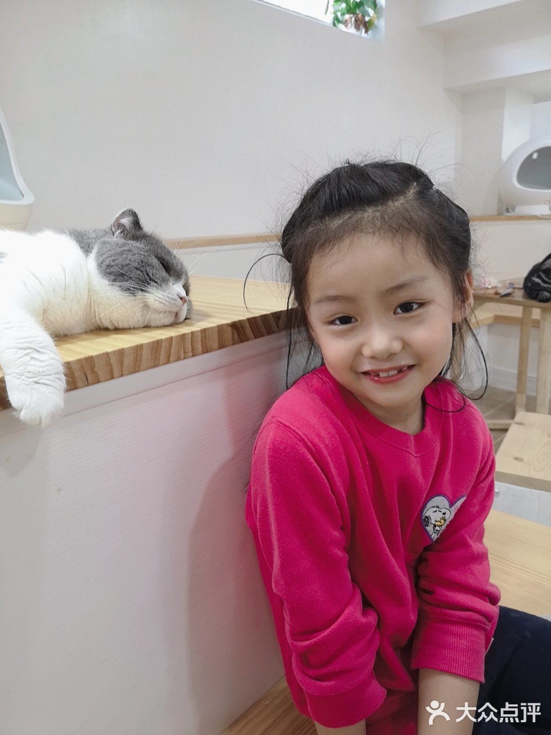 这家可以，猫咪的品种还挺多的