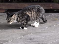 -杭州半山国家森林公园