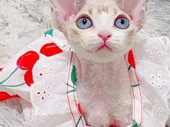 -70cat德文卷毛猫·缅因猫纯种猫舍