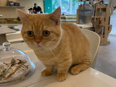 -飞行喵MR PILOT|猫舍·猫咖(静安大融城店)