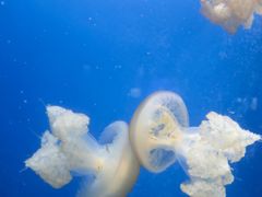 -芜湖新华联大白鲸海洋公园