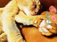 -猫小院猫主题餐厅(三里屯店)