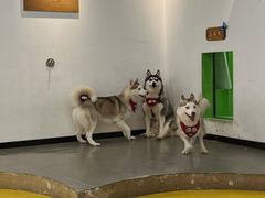-Husky Go! 哈士奇体验馆·宠物咖啡厅狗咖