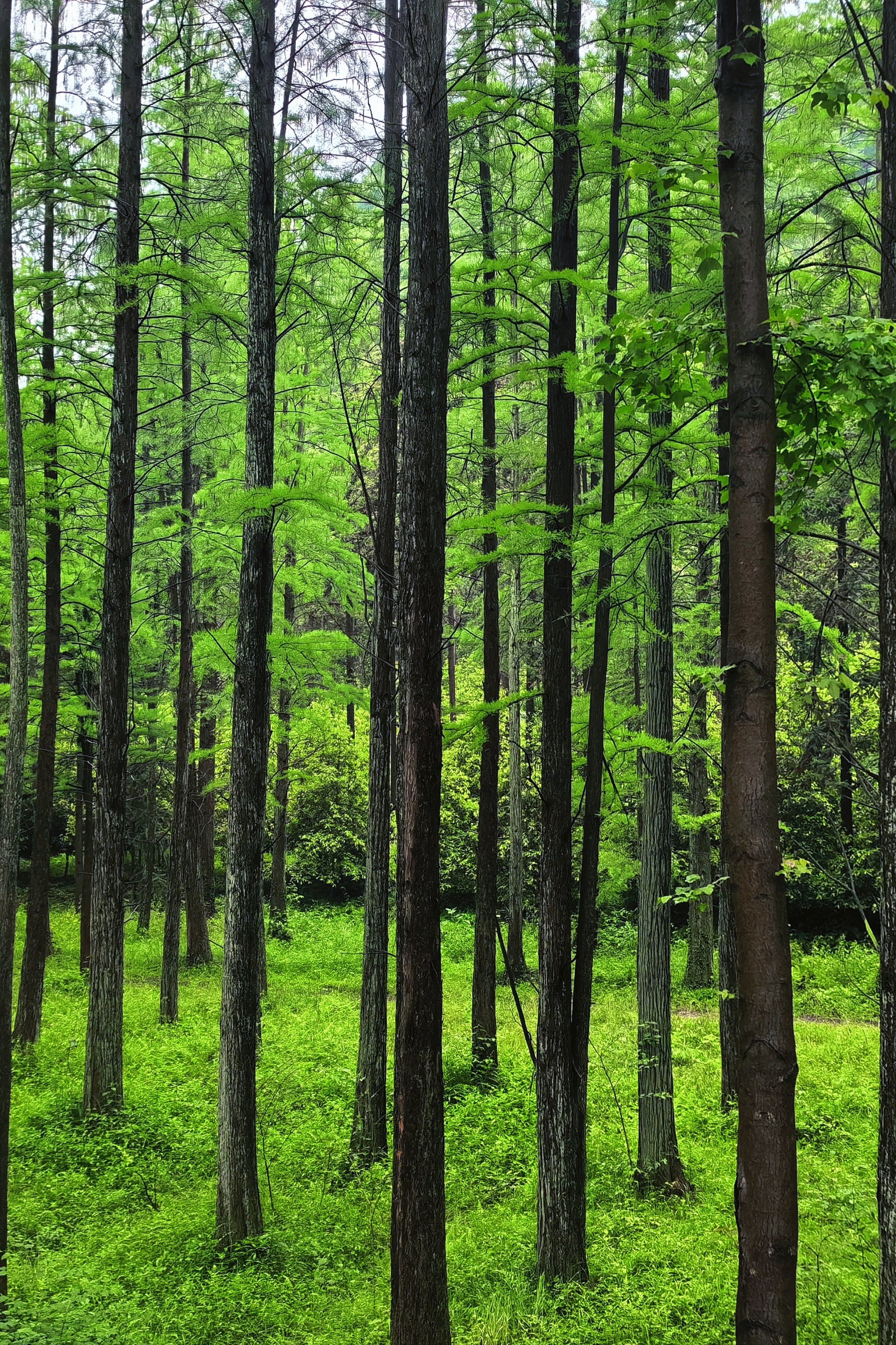 树林里的绿色穿梭