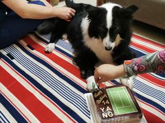 -伟伟宠物医院·CT影像中心·瑞派犬猫综合性门诊(汉口总院)