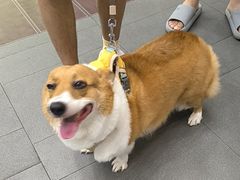 -联合动物医院(光谷诊疗中心)