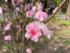 -上海滨江森林公园