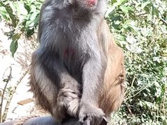 -西双版纳原始森林公园