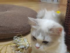 -Meowの猫咖(万家丽店)