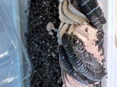 -奈雪的茶(中粮祥云小镇店)