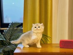 -猫十亿·布偶金渐层·曼基康矮脚猫舍(青年路店)