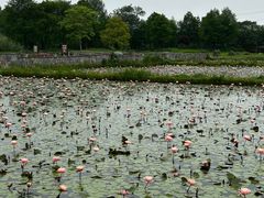 -宁波杭州湾国家湿地公园