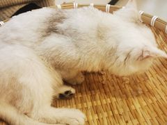 -共舞时光猫咖·狗咖(新街口店)