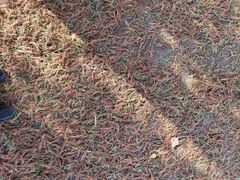 -羊亭河湿地公园