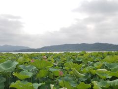-杭州西湖东坡酒店(湖滨音乐喷泉店)