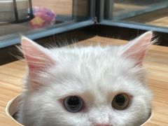 -袖虎·猫馆(体育西路店)