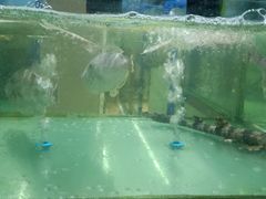 -聚鲜阁海鲜美食城(香水湾店)