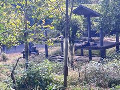 -中国大熊猫保护研究中心雅安碧峰峡基地