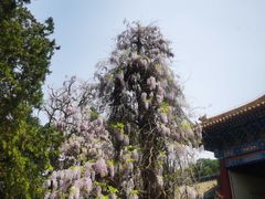 -北京国子监胡同