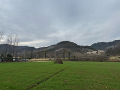 -千年银杏谷文化旅游区