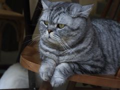 -猫友咖啡店(玉林西路店)