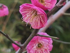 -苏州文庙(姑苏区)