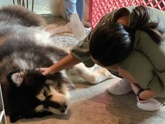 -more than meow吴止猫主题餐厅(承德 中船汇店)