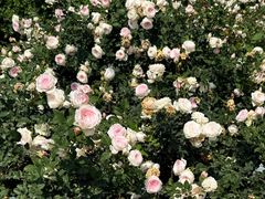 -人民公园(罗湖区)