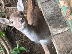 -合肥野生动物园