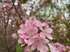 -长白岛森林公园