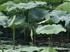 -白洋淀景区