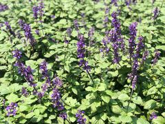 -松山湖梦幻百花洲