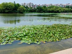 -新江湾城公园