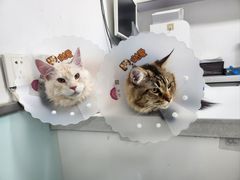 -达爱动物医院·犬猫分区·CT·复杂眼科(远洋山水分院)