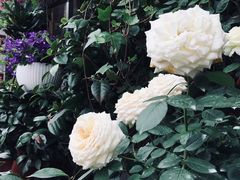 -平吉花卉市场