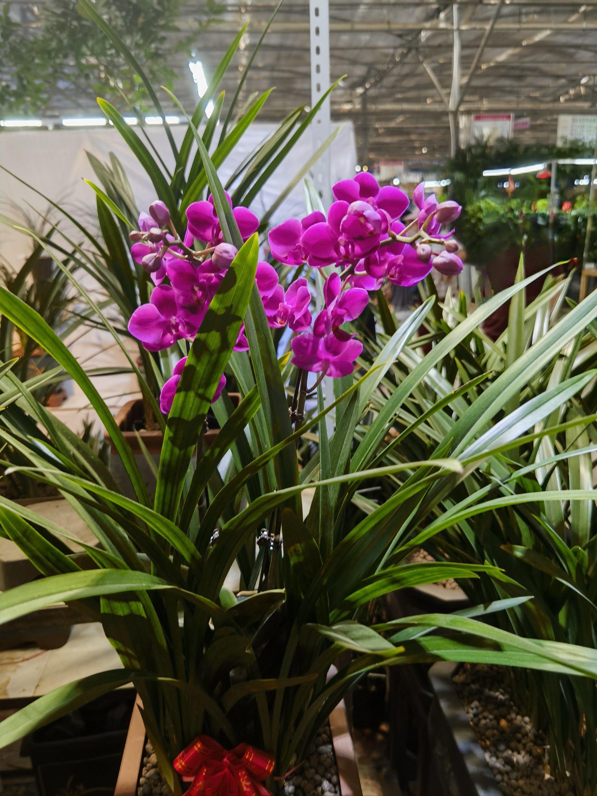 兰花盛开,心情美丽