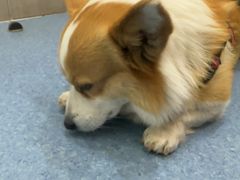 -佑安动物医院·全科·内窥镜中心(幸福巷店)