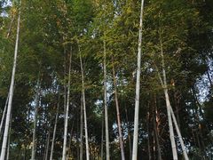 -杭州植物园