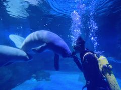 -烟台海昌鲸鲨海洋公园