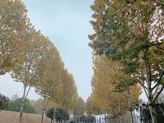 -洋湖国家湿地公园