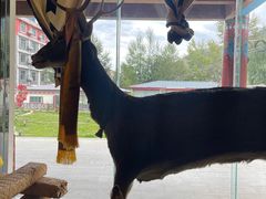 -黑青稞庄园·新式藏餐·牦牛肉汤锅(新都桥店)