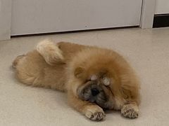 -共舞时光猫咖·狗咖(新街口店)