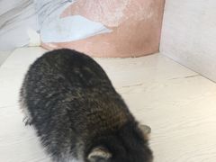 -浣熊柯尔鸭土拨鼠·电玩咖