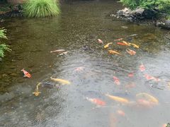 -水前寺成趣园
