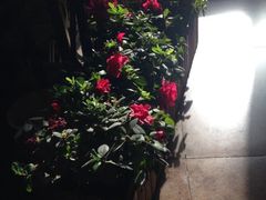 iphone_upload_pic-陶野咖啡·面包披萨
