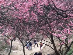 -新建村梅花